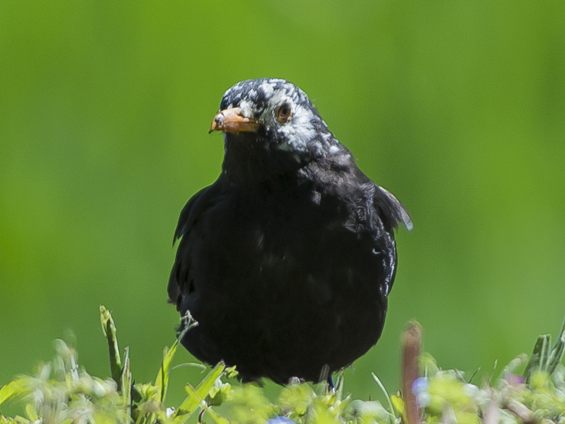 Merlo (Turdus merula) parzialmente leucistico